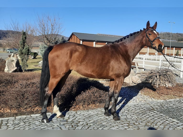 Oldenbourg Jument 5 Ans 172 cm Bai in Heinersreuth