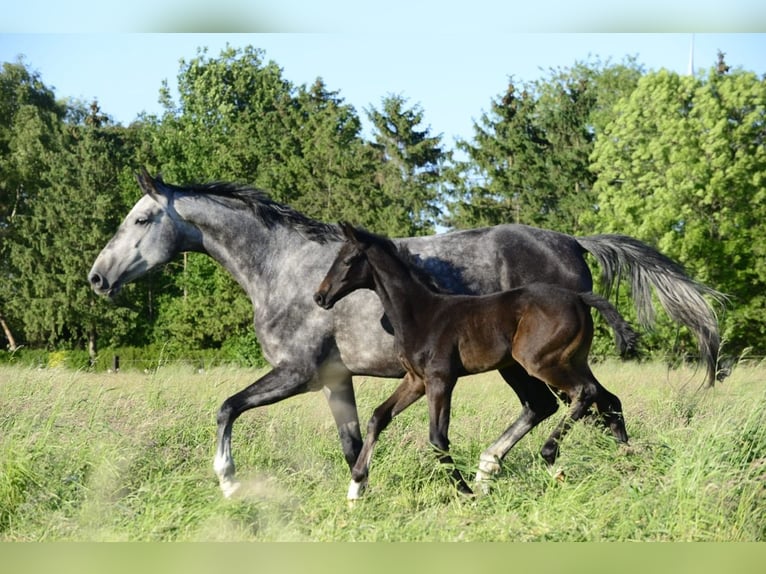 Oldenbourg Jument 5 Ans 172 cm Gris in Puurs