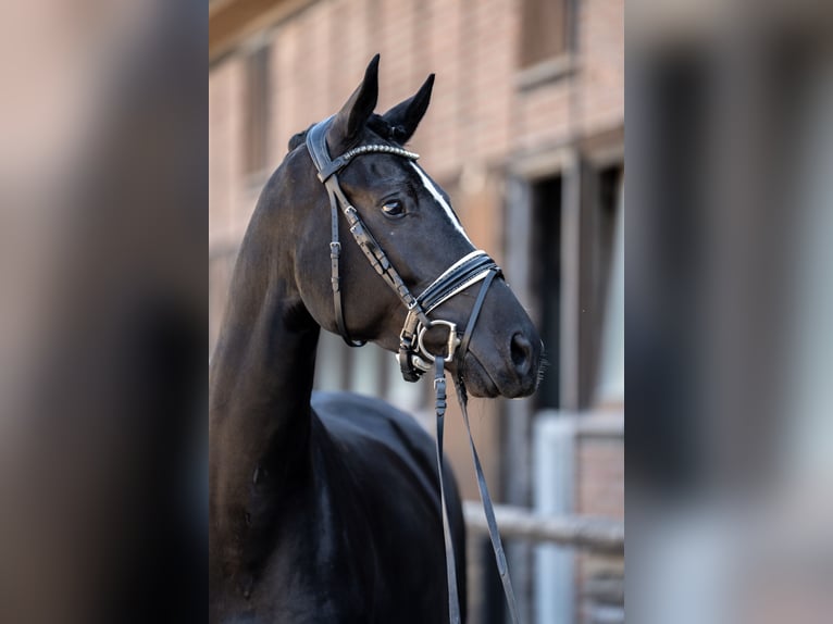 Oldenbourg Jument 5 Ans 172 cm Noir in Heidesheim am Rhein