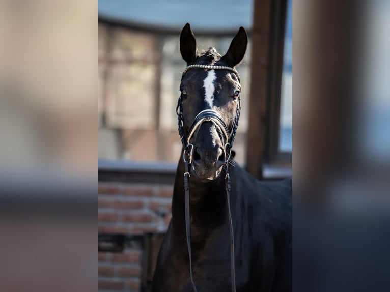 Oldenbourg Jument 5 Ans 172 cm Noir in Heidesheim am Rhein
