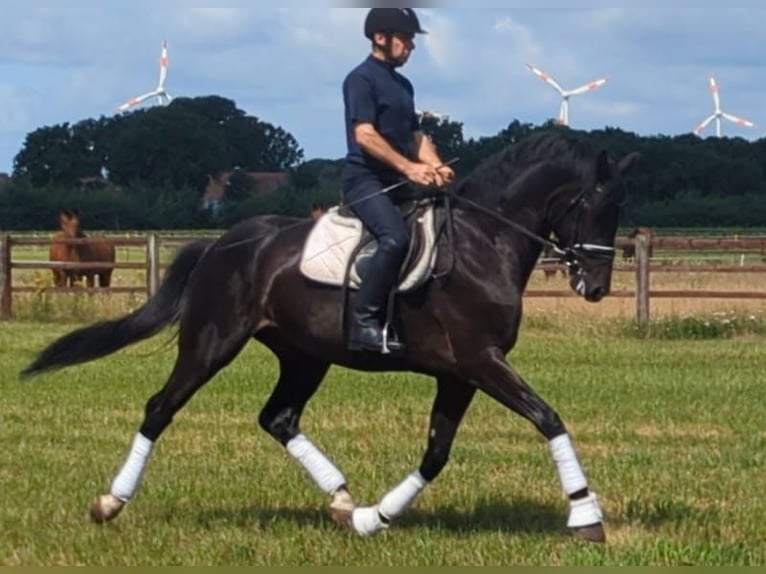 Oldenbourg Jument 5 Ans 172 cm Noir in Lingen