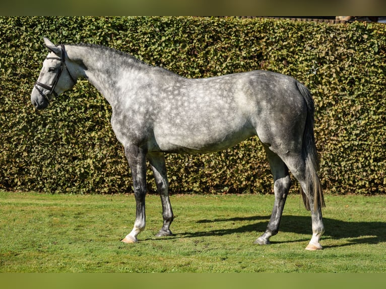 Oldenbourg Jument 5 Ans 172 cm Rouan bleu in Lastrup