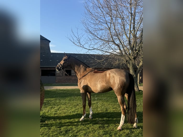 Oldenbourg Jument 5 Ans 173 cm Alezan brûlé in Pulheim