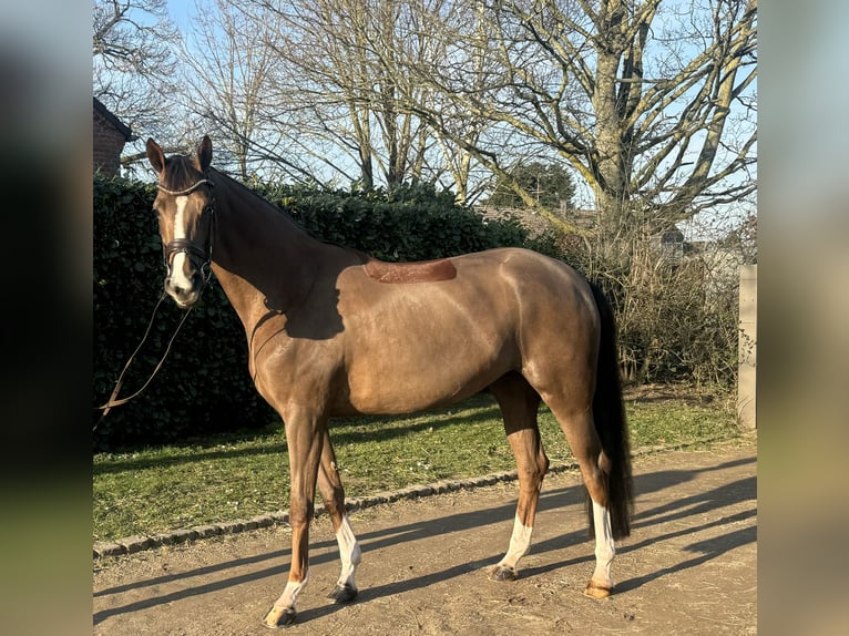 Oldenbourg Jument 5 Ans 173 cm Alezan brûlé in Pulheim