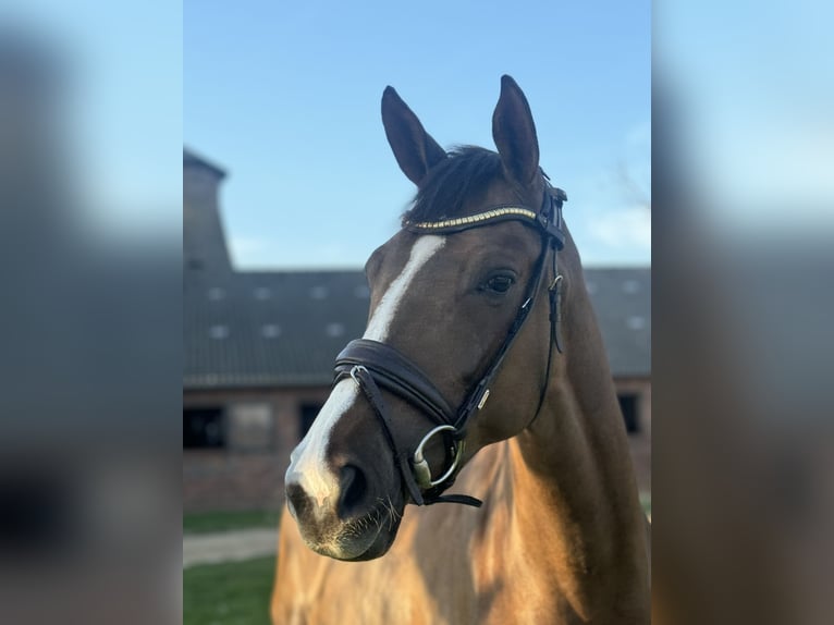 Oldenbourg Jument 5 Ans 173 cm Alezan brûlé in Pulheim