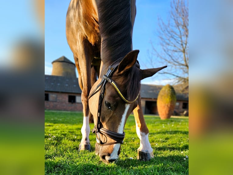 Oldenbourg Jument 5 Ans 173 cm Alezan brûlé in Pulheim