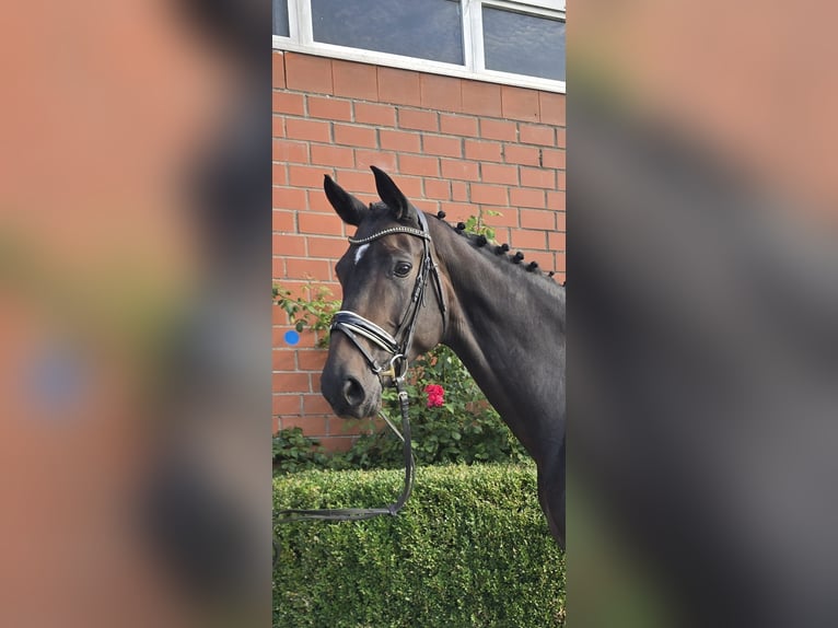 Oldenbourg Jument 5 Ans 173 cm Bai brun in Dornum