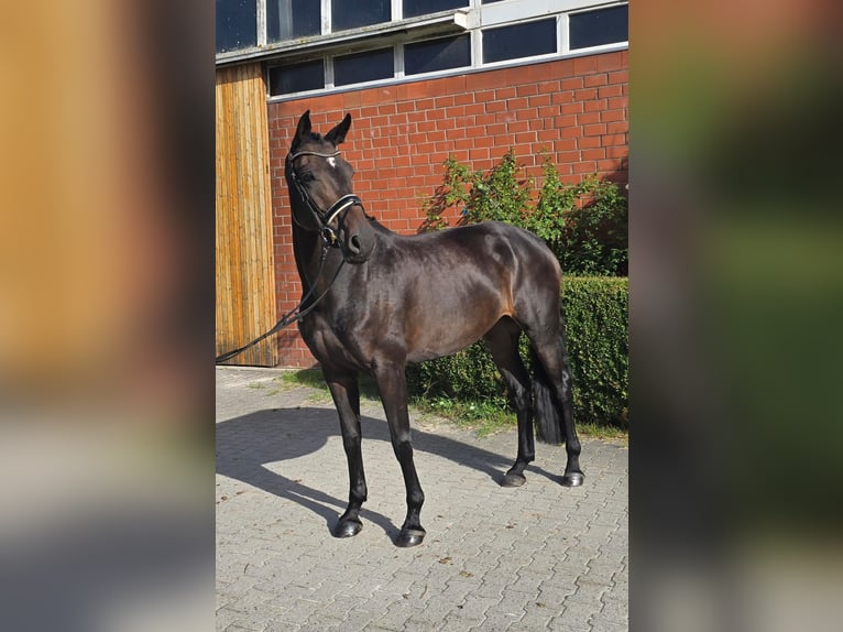 Oldenbourg Jument 5 Ans 173 cm Bai brun in Dornum