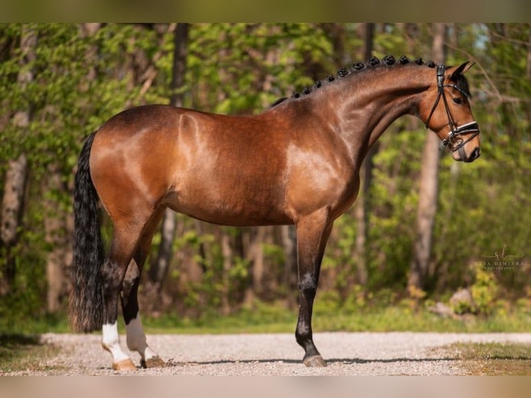 Oldenbourg Jument 5 Ans 173 cm Bai in Leer (Ostfriesland)