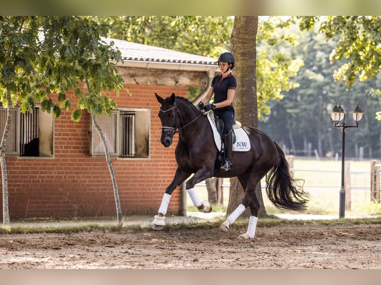 Oldenbourg Jument 5 Ans 174 cm Alezan brûlé in Kutenholz