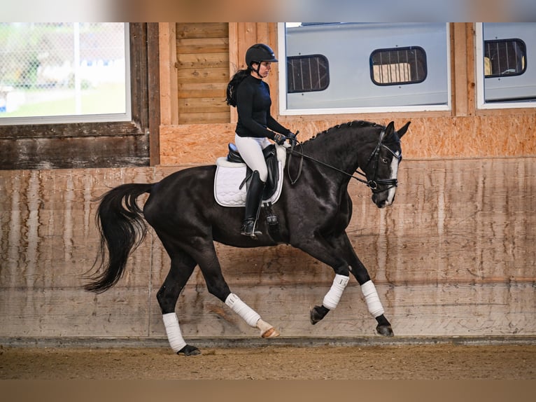 Oldenbourg Jument 5 Ans 174 cm Bai brun in Gossau ZH