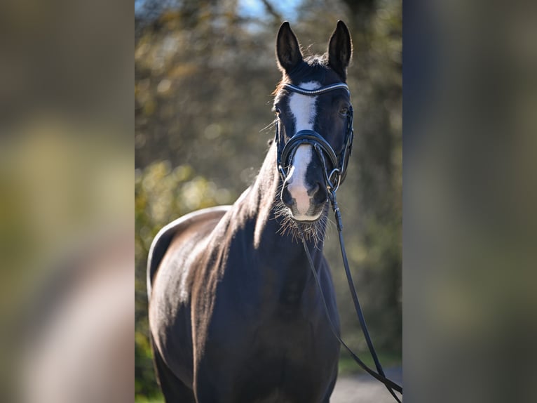 Oldenbourg Jument 5 Ans 174 cm Bai brun in Gossau ZH