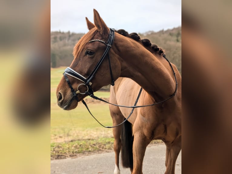 Oldenbourg Jument 5 Ans 175 cm Alezan brûlé in Plech