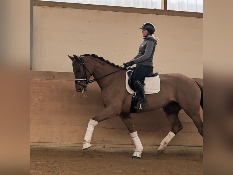 Oldenbourg Jument 5 Ans 175 cm Alezan brûlé in Plech