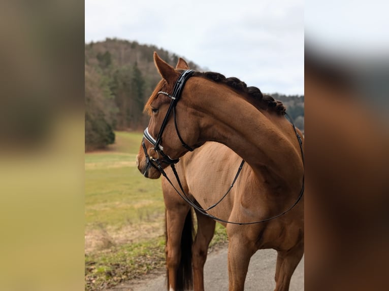 Oldenbourg Jument 5 Ans 175 cm Alezan brûlé in Plech