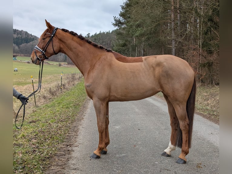 Oldenbourg Jument 5 Ans 175 cm Alezan brûlé in Plech