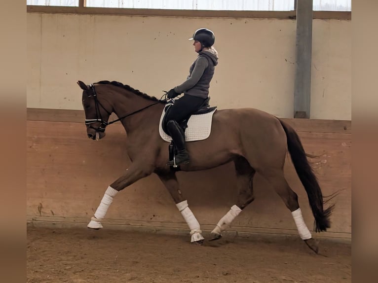 Oldenbourg Jument 5 Ans 175 cm Alezan brûlé in Plech