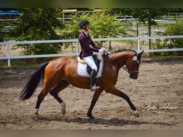 Oldenbourg Jument 5 Ans 175 cm Bai in Hockenheim