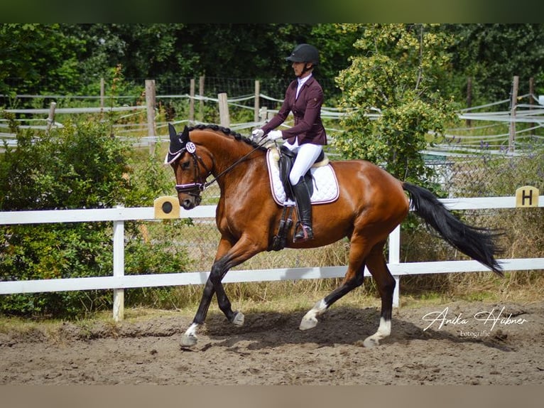 Oldenbourg Jument 5 Ans 175 cm Bai in Hockenheim