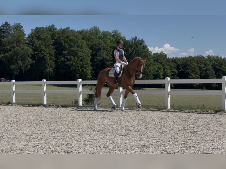 Oldenbourg Jument 5 Ans 176 cm Alezan in Berg