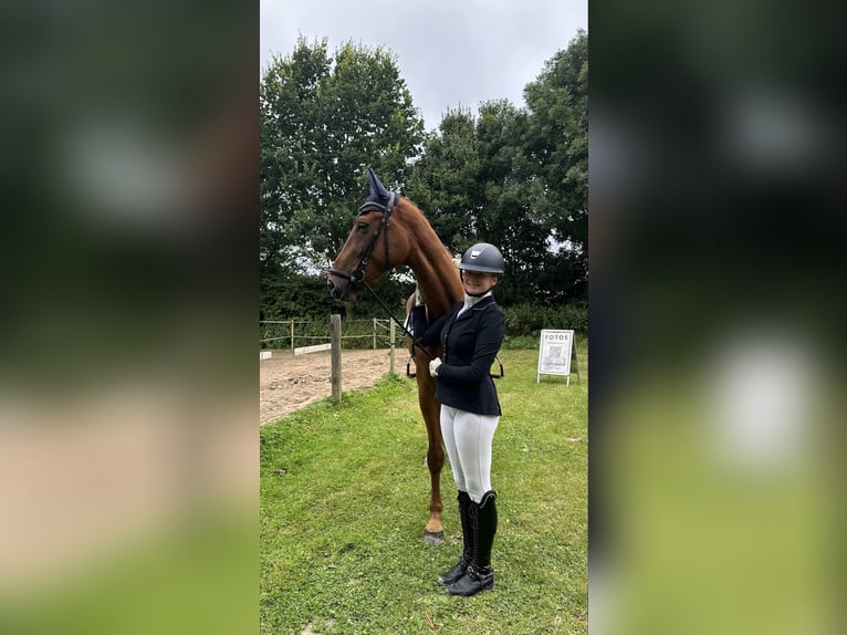 Oldenbourg Jument 5 Ans 177 cm Alezan in Warendorf