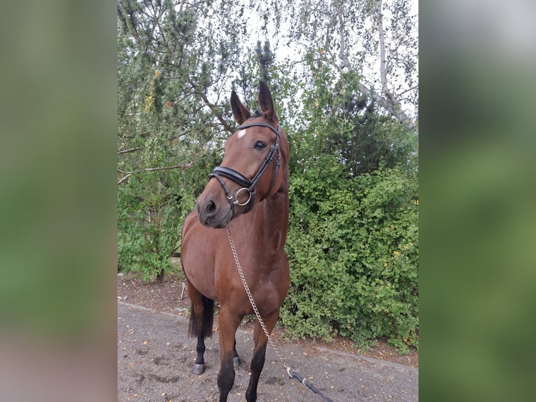 Oldenbourg Jument 5 Ans 177 cm Bai in Lindhorst