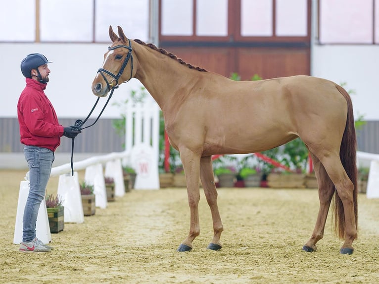 Oldenbourg Jument 5 Ans Alezan in Münster-Handorf