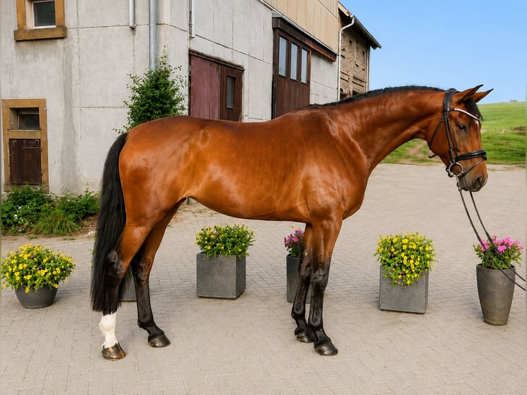 Oldenbourg Jument 5 Ans  in Hasbergen