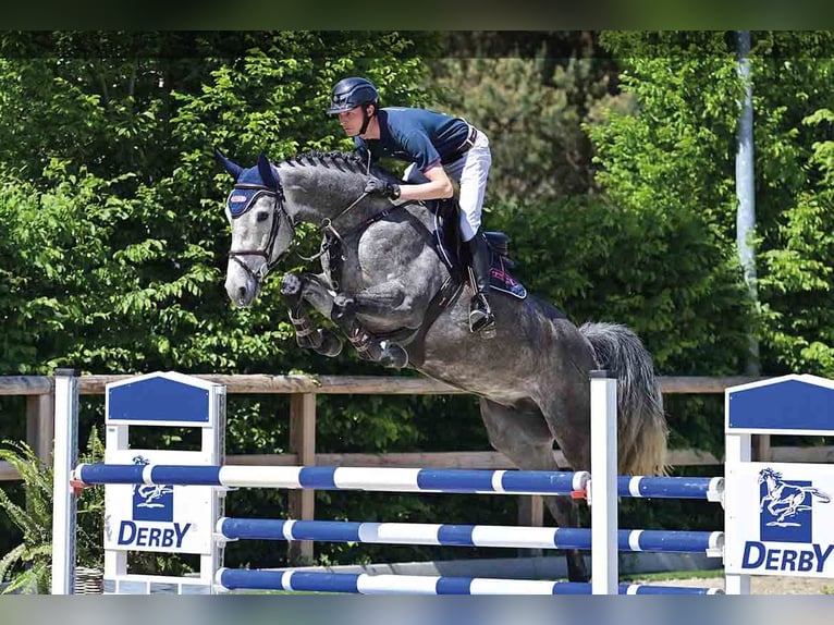 Oldenbourg Jument 5 Ans Gris in Vechta