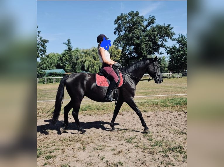 Oldenbourg Jument 5 Ans Noir in Knittelsheim