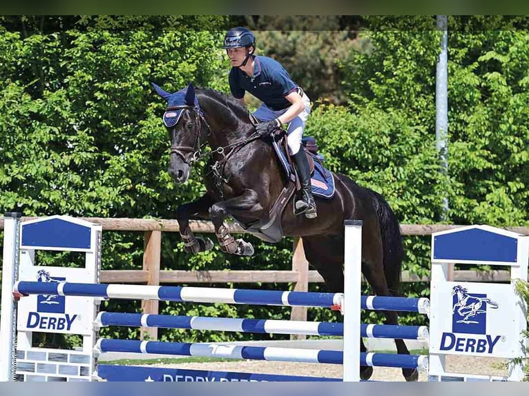 Oldenbourg Jument 5 Ans Noir in Vechta