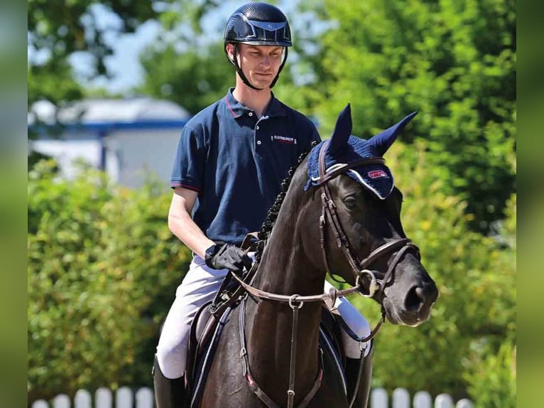 Oldenbourg Jument 5 Ans Noir in Vechta