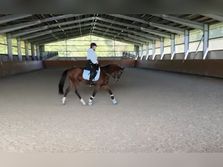 Oldenbourg Jument 6 Ans 157 cm Bai in Wilhelmshaven