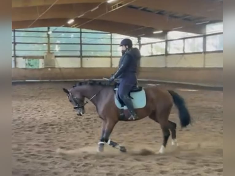 Oldenbourg Jument 6 Ans 157 cm Bai in Wilhelmshaven