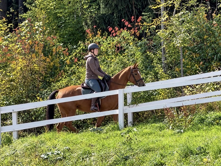 Oldenbourg Jument 6 Ans 158 cm Alezan in Davidschlag