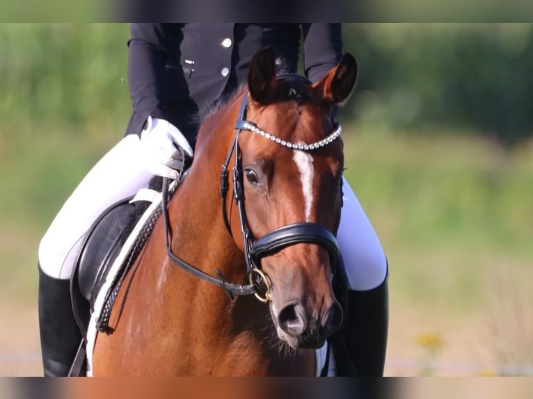 Oldenbourg Jument 6 Ans 160 cm Bai in Wrist Oldenbourg Jument 6 Ans 160 cm Bai in Wrist