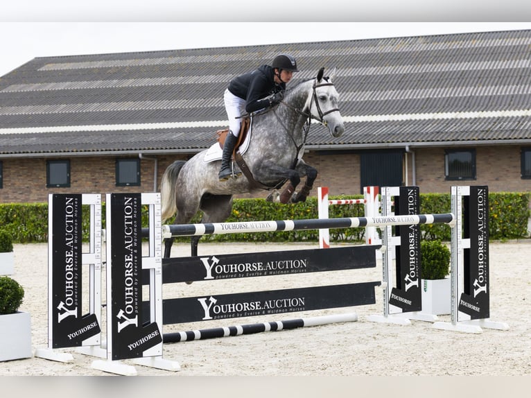 Oldenbourg Jument 6 Ans 160 cm Gris in Waddinxveen