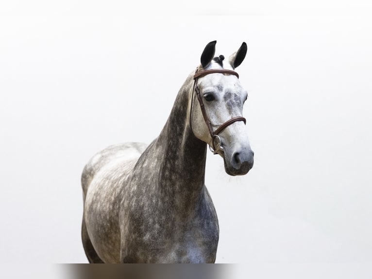 Oldenbourg Jument 6 Ans 160 cm Gris in Waddinxveen