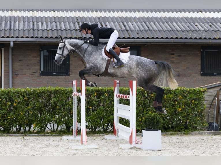 Oldenbourg Jument 6 Ans 160 cm Gris in Waddinxveen