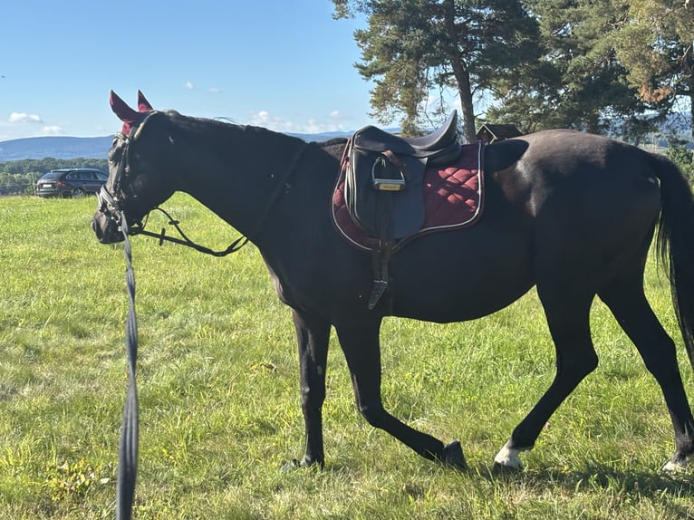 Oldenbourg Jument 6 Ans 161 cm Noir in Georgenthal