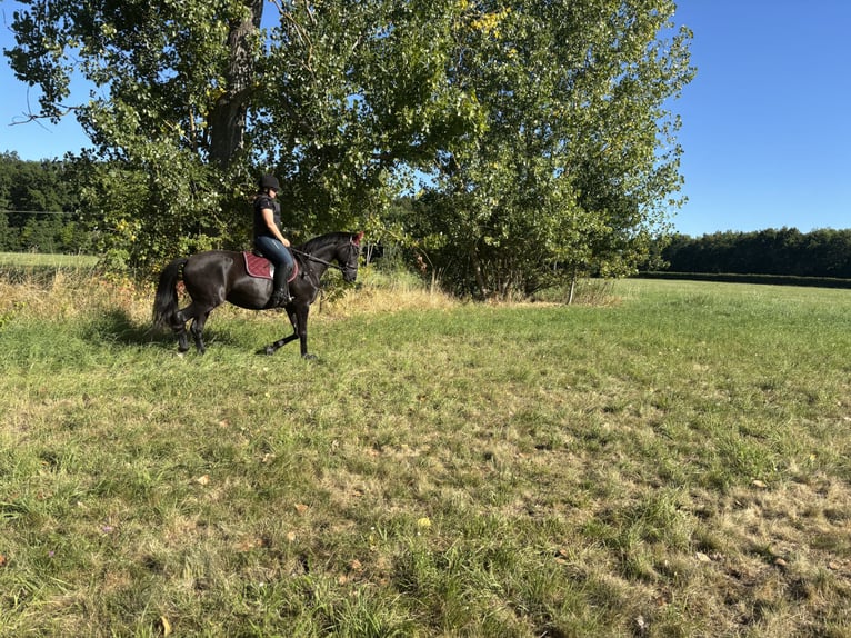 Oldenbourg Jument 6 Ans 161 cm Noir in Georgenthal