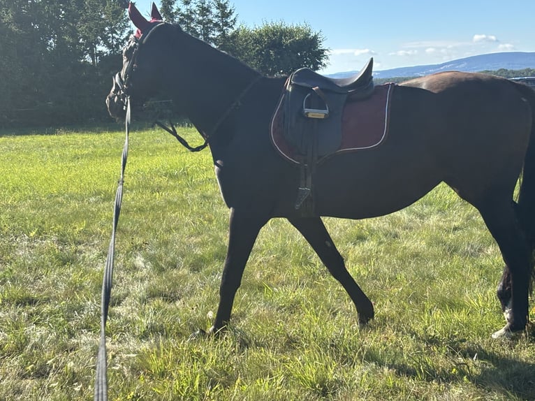 Oldenbourg Jument 6 Ans 161 cm Noir in Georgenthal