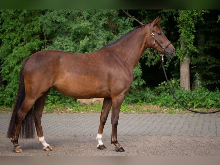 Oldenbourg Jument 6 Ans 162 cm Alezan brûlé in Belm