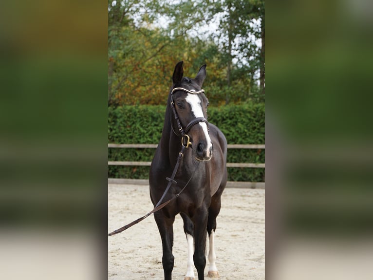 Oldenbourg Jument 6 Ans 162 cm Bai brun in Lohne (Oldenburg)