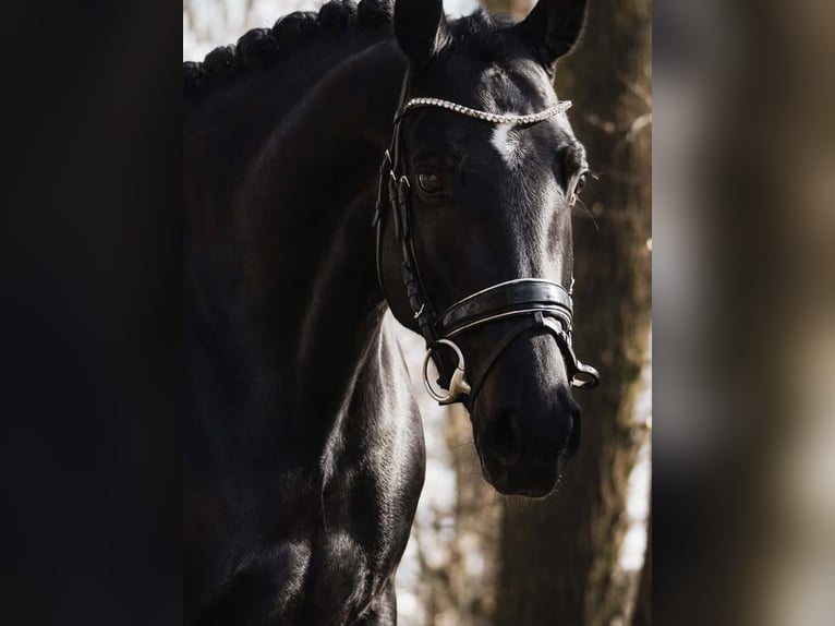 Oldenbourg Jument 6 Ans 162 cm Noir in Nettersheim