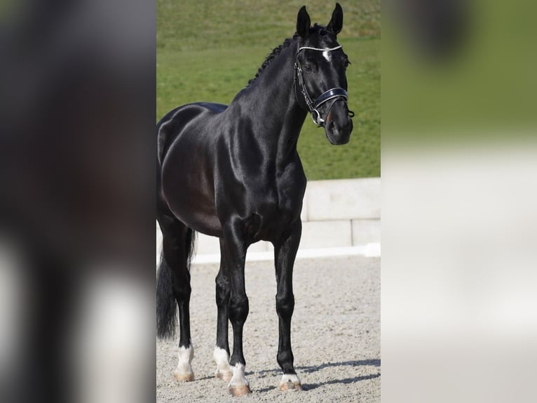 Oldenbourg Jument 6 Ans 162 cm Noir in Nettersheim