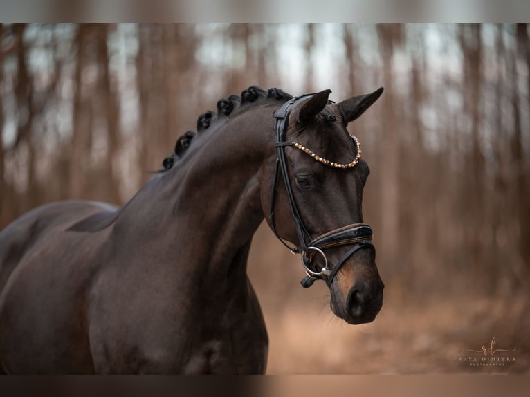 Oldenbourg Jument 6 Ans 163 cm Bai brun in Wehringen