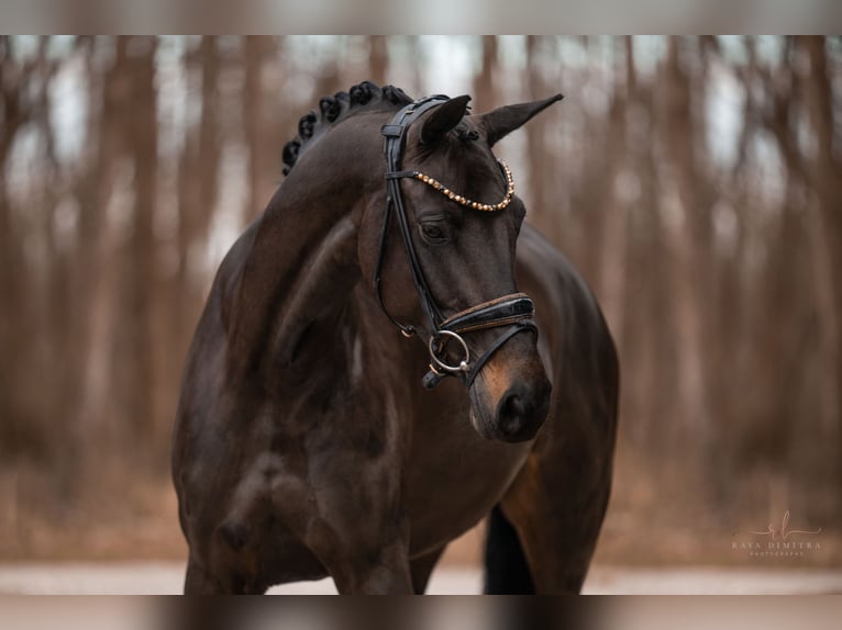 Oldenbourg Jument 6 Ans 163 cm Bai brun in Wehringen