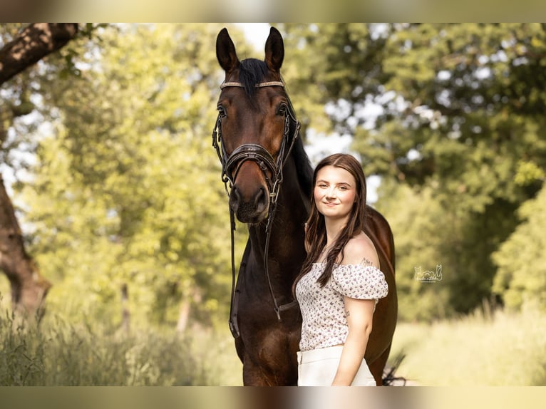 Oldenbourg Jument 6 Ans 163 cm Bai brun in Burgwald