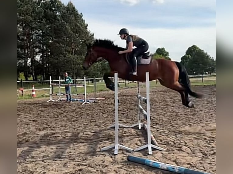 Oldenbourg Jument 6 Ans 163 cm Bai cerise in Kobylniki